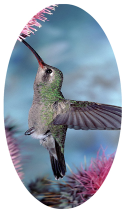 DNSBLUF 028 Humming Bird 2